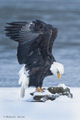 Bald Eagle Balancing