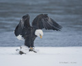 Bald Eagle Balancing