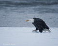 Bald Eagle Walking Through Snow