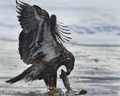 Bald Eagle (Juvenile)