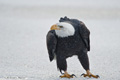 Bald Eagle on Ice