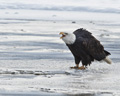 Bald Eagle Vocalizing