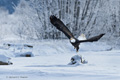 Bald Eagle in Flight