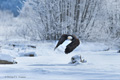 Bald Eagle in Flight