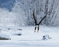 Bald Eagle in Flight