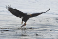 Bald Eagle with Salmon