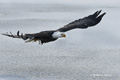 Bald Eagle in Flight