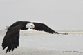 Bald Eagle in Flight