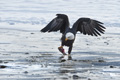 Bald Eagle with Salmon