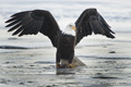 Bald Eagle Displaying