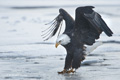 Bald Eagle Landing on Ice