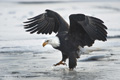 Bald Eagle Walking on Ice