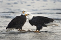 Pair of Bald Eagles