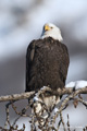 Bald Eagle on Branch