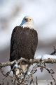 Bald Eagle on Branch