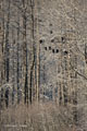 Bald Eagles Roosting in Trees