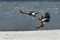 Bald Eagles Fighting