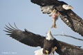 Bald Eagles Fighting for Salmon