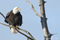 Bald Eagle on Branch