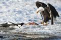 Bald Eagle with Salmon