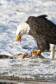 Bald Eagle with Salmon