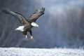 Bald Eagle Landing