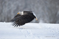 Bald Eagle in Flight