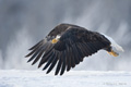 Bald Eagle in Flight