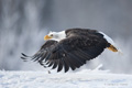 Bald Eagle in Flight