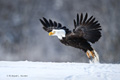 Bald Eagle Taking Flight