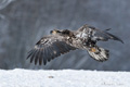 Juvenile Bald Eagle in Flight