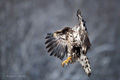 Juvenile Bald Eagle in Flight