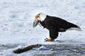 Bald Eagle with Salmon Head