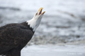 Bald Eagle Vocalizing