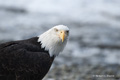 Bald Eagle Portrait