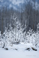 Frozen Landscape, Haines, AK