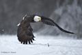 Bald Eagle in Flight