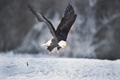 Bald Eagle in Flight