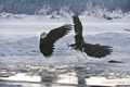 Bald Eagles Fighting