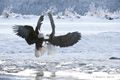 Bald Eagles Fighting