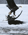 Bald Eagles Fighting