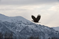 Bald Eagle in Flight