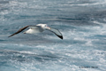 Wandering Albatross