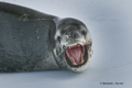 Leopard Seal