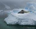 Crabeater Seal on Ice