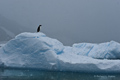 Adelie Penguin on Ice