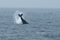 Breaching Humback Whale