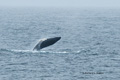 Breaching Humback Whale