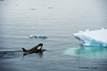 Orca (Killer Whale) Spy-Hopping to View Ice