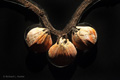 Shell Necklace, Larco Herrera Museum, Lima, Peru